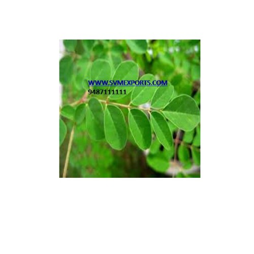 India dry horseradish leaf